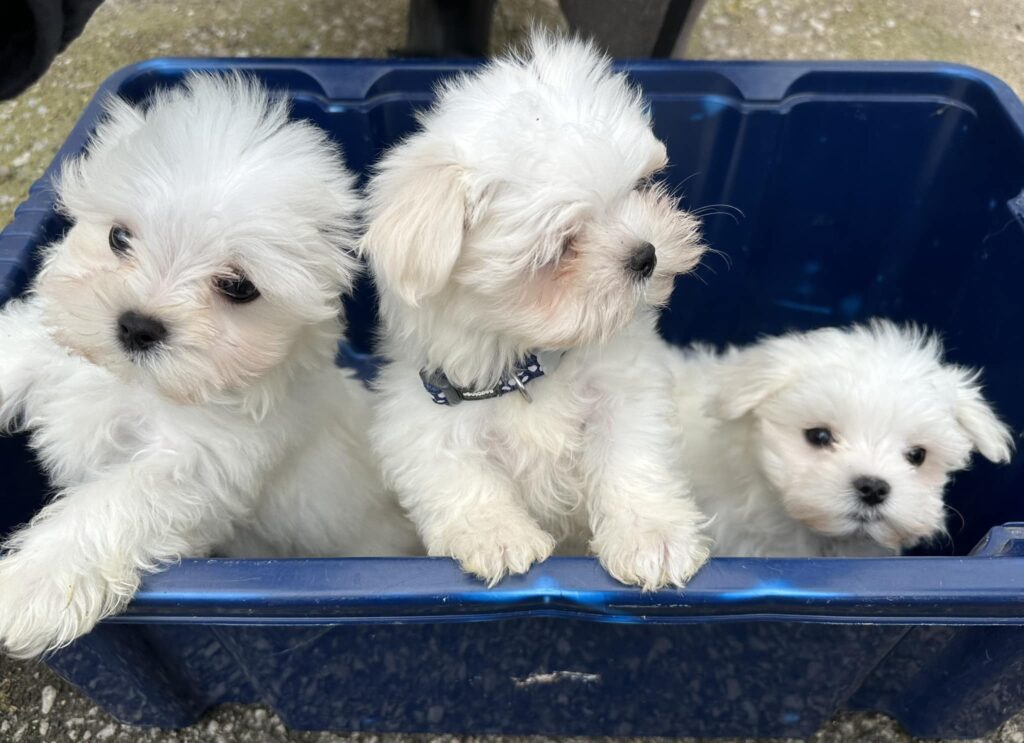 Maltese puppies for sale