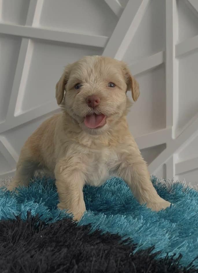 miniature schnauzer size and weight