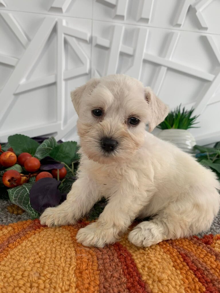 miniature schnauzer size and weight