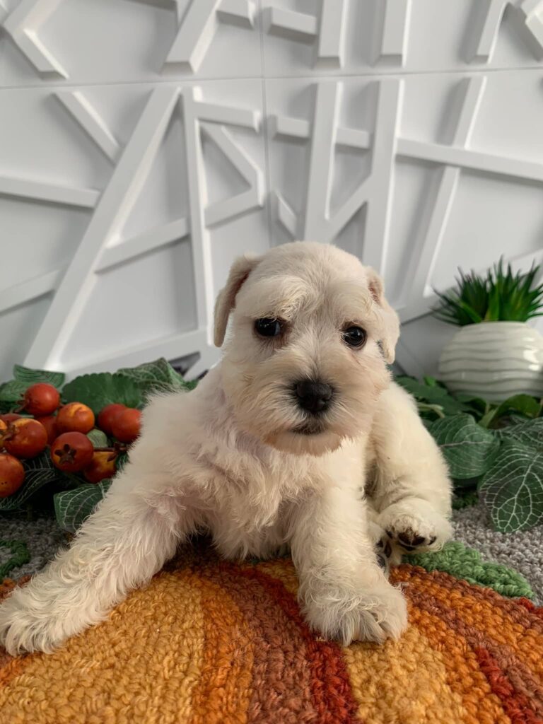 miniature schnauzer size and weight