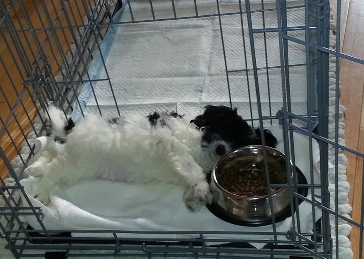 Teacup Maltese puppies for sale