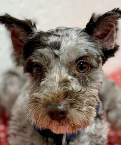 Female Miniature Schnauzer for Sale