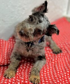 Female Miniature Schnauzer for Sale