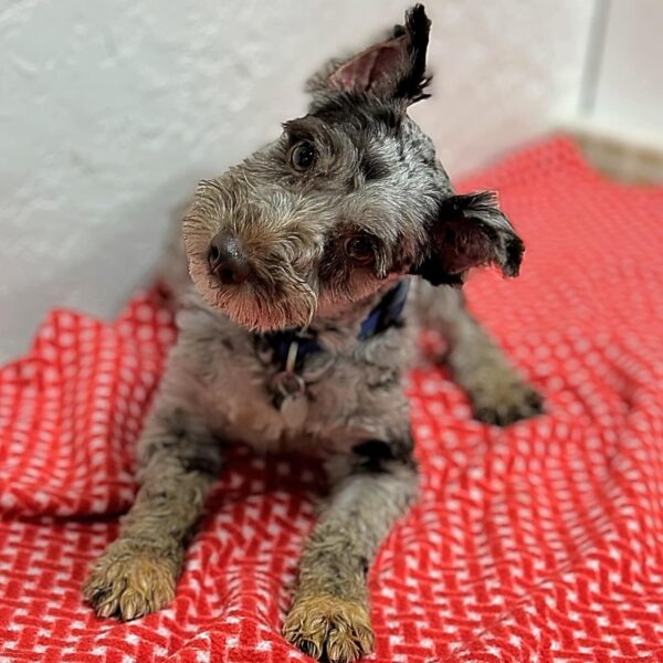 Female Miniature Schnauzer for Sale