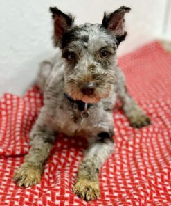 Female Miniature Schnauzer for Sale