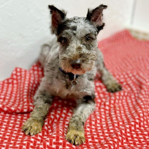 Female Miniature Schnauzer for Sale