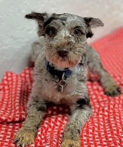 Female Miniature Schnauzer for Sale