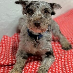 Female Miniature Schnauzer for Sale