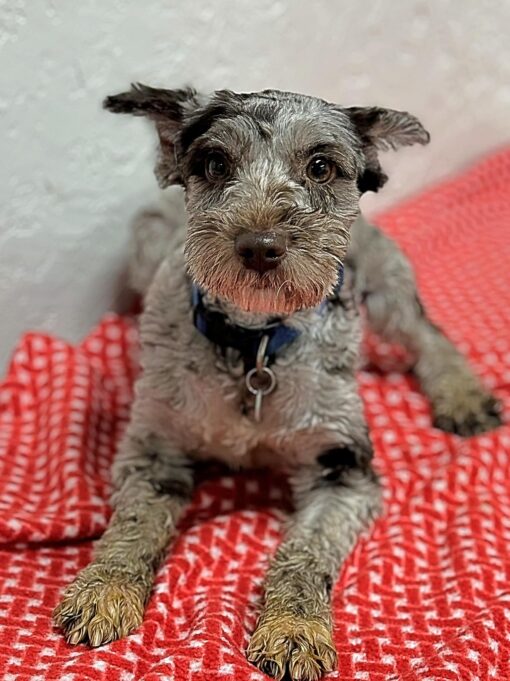 Female Miniature Schnauzer for Sale