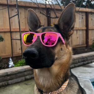 puppies sunglasses for sale