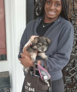 Miniature Schnauzer puppies for sale