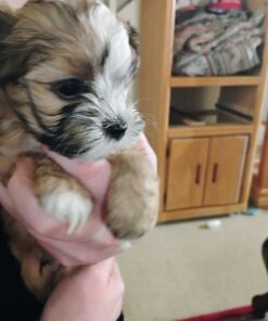 Male and Female Shih Tzu Puppies For Sale $300