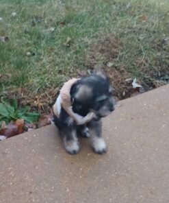 Miniature Schnauzer puppies for sale