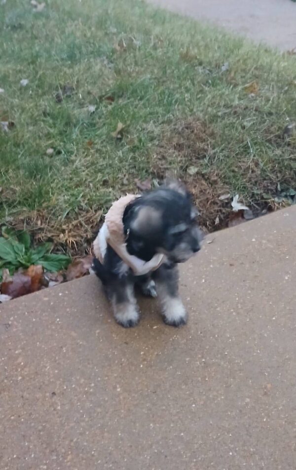 Miniature Schnauzer puppies for sale