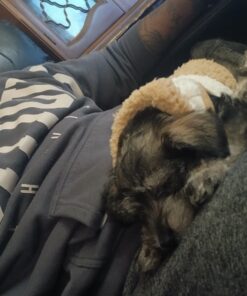 Miniature Schnauzer puppies for sale