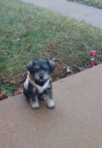 Miniature Schnauzer puppies for sale