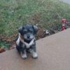 Miniature Schnauzer puppies for sale