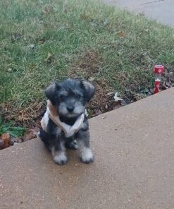 Miniature Schnauzer puppies for sale
