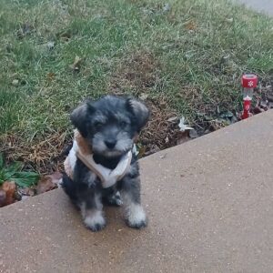 Miniature Schnauzer puppies for sale