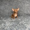 Chihuahua puppy for sale