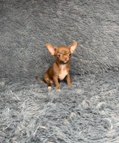 Chihuahua puppy for sale
