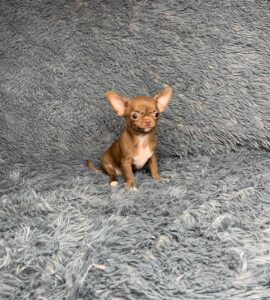 Chihuahua puppy for sale
