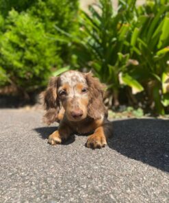 Dachshund puppies for sale
