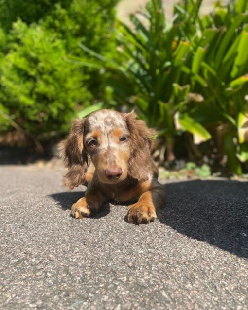 Dachshund puppies for sale