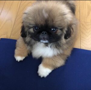 Pekingese puppies for sale