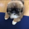 Pekingese puppies for sale