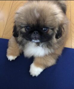 Pekingese puppies for sale