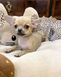 Chihuahua puppies for sale