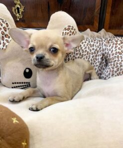 Chihuahua puppies for sale