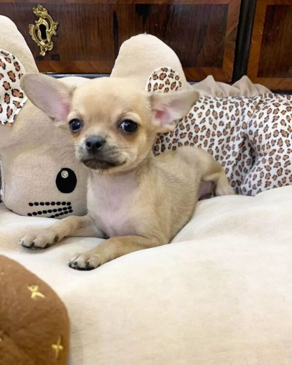 Chihuahua puppies for sale