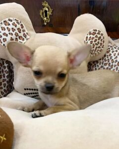 Chihuahua puppies for sale