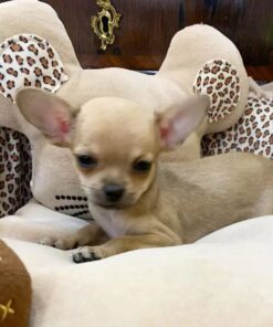 Chihuahua puppies for sale