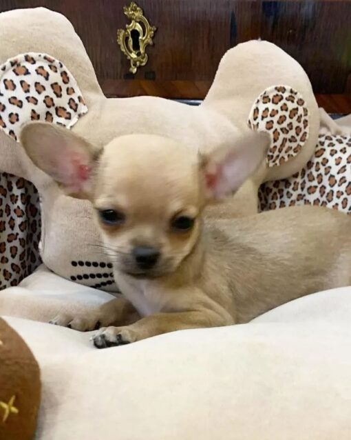 Chihuahua puppies for sale