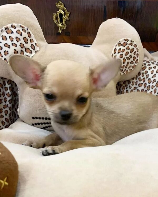 Chihuahua puppies for sale