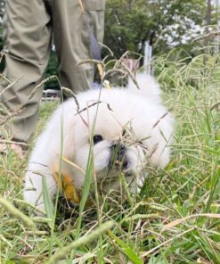 Pekingese puppies for sale in usa