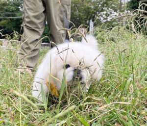 Pekingese puppies for sale in usa