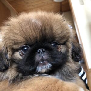 Pekingese puppies for sale