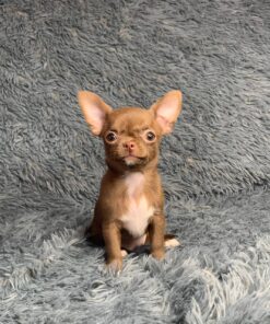 Chihuahua puppy for sale