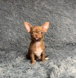 Chihuahua puppy for sale