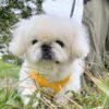 Pekingese puppies for sale in usa