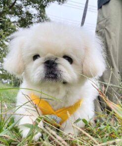 Pekingese puppies for sale in usa