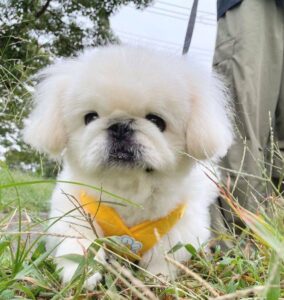 Pekingese puppies for sale in usa