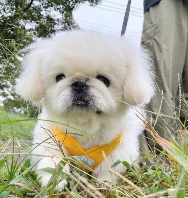 Pekingese puppies for sale in usa