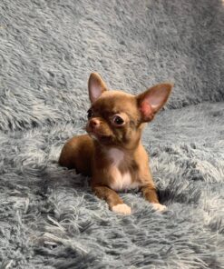 Chihuahua puppy for sale