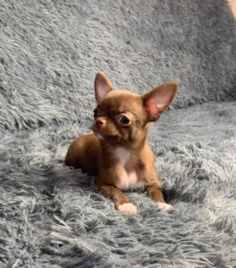 Chihuahua puppy for sale