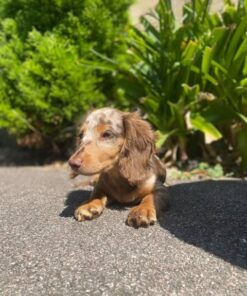 Dachshund puppies for sale